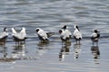 Brown-headed gulls Chroicocephalus brunnicephalus on the shore of lake Manasarovar. Tibet Royalty Free Stock Photo