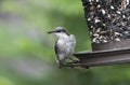 Brown Headed Nuthatch bird at bird feeder Royalty Free Stock Photo