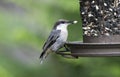 Brown Headed Nuthatch bird eating seed Royalty Free Stock Photo