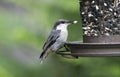 Brown Headed Nuthatch bird eating seed