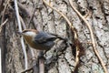 Brown-headed Nuthatch Sitta pusilla