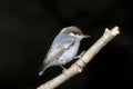 The Brown-headed Nuthatch (Sitta pusilla) Royalty Free Stock Photo