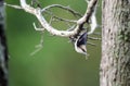 Brown-headed Nuthatch, Georgia, USA