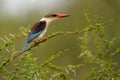 Brown-headed Paradise Kingfisher (Tanysiptera danae)