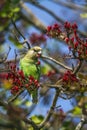 Brown-headed Parrot in Kruger National park, South Africa