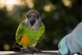 Brown-headed Parrot Poicephalus cryptoxanthus facing the camera full length eating seeds outdoors