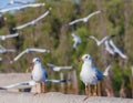 Brown-headed seagulls Royalty Free Stock Photo