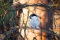 Brown-headed tit bird sits on a pine branch in spring Royalty Free Stock Photo