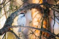 Brown-headed tit bird sits on a pine branch in spring with a piece of bread in its claws Royalty Free Stock Photo