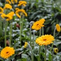 Brown hearted gerbera flowers with yellow petals from close Royalty Free Stock Photo