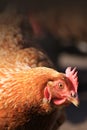 Brown Hen Royalty Free Stock Photo