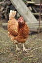 Brown Hen Royalty Free Stock Photo