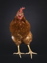 Brown female chicken on black background Royalty Free Stock Photo