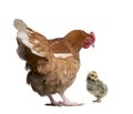 Brown hen and chick against white background