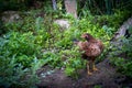 Brown hen chicken standing in field use for farm animals, livest. Cock domestic pets animals Royalty Free Stock Photo