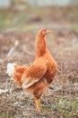 Brown hen chicken standing in field use for farm animals, livest Royalty Free Stock Photo