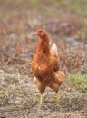 Brown hen chicken standing in field use for farm animals, livest Royalty Free Stock Photo