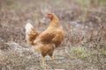 Brown hen chicken standing in field use for farm animals, livest Royalty Free Stock Photo