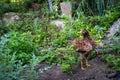 A Brown hen chicken standing in field use for farm animals, livest. Ock domestic pets animals Royalty Free Stock Photo