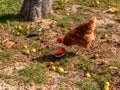 A brown hen eats a watermelon in an apple orchard. Royalty Free Stock Photo