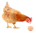 Brown hen with egg. Royalty Free Stock Photo