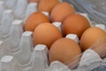 Brown hen eggs in a cardboard carton Royalty Free Stock Photo