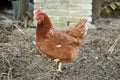 Brown Hen Royalty Free Stock Photo