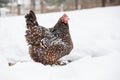 Brown hen forages in the winter snow