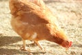 Brown hen in a free range farm. This hens lay first quality organic eggs