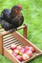 Brown hen Royalty Free Stock Photo