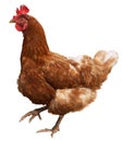 Brown hen isolated on white background. Royalty Free Stock Photo