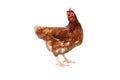 Brown hen isolated on white background, Chicken isolated on white Royalty Free Stock Photo