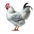 brown hen isolated on white background. full body of brown chicken ,hen standing isolated Royalty Free Stock Photo