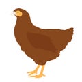 Brown hen isolated on white background side view. Chicken farm bird, vector flat design eps 10