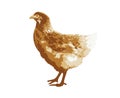 Brown hen isolated on white background, side view. Chicken bird vector design eps 10 Royalty Free Stock Photo