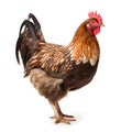 Brown Hen Isolated on White Background - Studio Shot - Side View Royalty Free Stock Photo