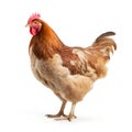 Brown Hen Isolated on White Background - Studio Shot - Side View Royalty Free Stock Photo