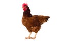 Brown hen isolated on white, studio shot Royalty Free Stock Photo