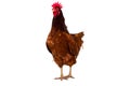 brown hen isolated on white, studio shot Royalty Free Stock Photo