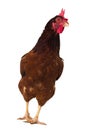 brown hen isolated on white, studio shot Royalty Free Stock Photo