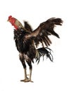 brown hen isolated on white, studio shot,chiken Royalty Free Stock Photo