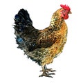 Brown hen isolated on white, studio shot Royalty Free Stock Photo