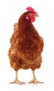 Brown hen isolated Royalty Free Stock Photo