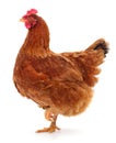 Brown hen isolated