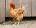 Brown hen looking for food in the farm yard. Chickens. Free Range Cock and Hens