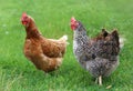 Brown hen looking for food in the farm yard. Chickens. Free Range Cock and Hens Royalty Free Stock Photo