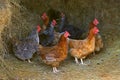 Brown hen looking for food in the farm yard. Chickens. Free Range Cock and Hens Royalty Free Stock Photo