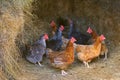 Brown hen looking for food in the farm yard. Chickens. Free Range Cock and Hens Royalty Free Stock Photo