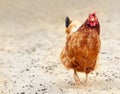 Brown hen looking for food in the farm yard. Chickens. Free Range Cock and Hens Royalty Free Stock Photo