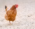 Brown hen looking for food in the farm yard. Chickens. Free Range Cock and Hens Royalty Free Stock Photo